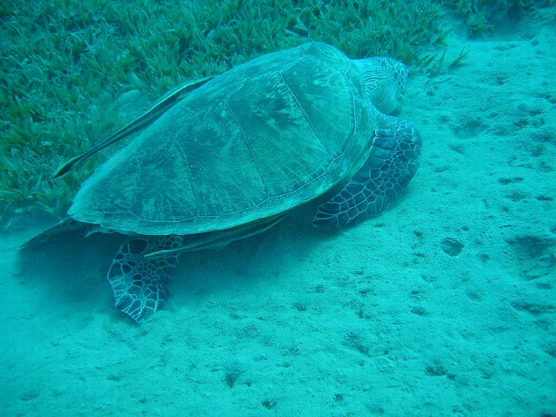 06 EG 008.JPG